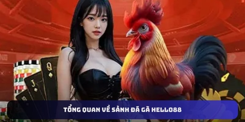 Tổng quan về sảnh đá gà Hello88