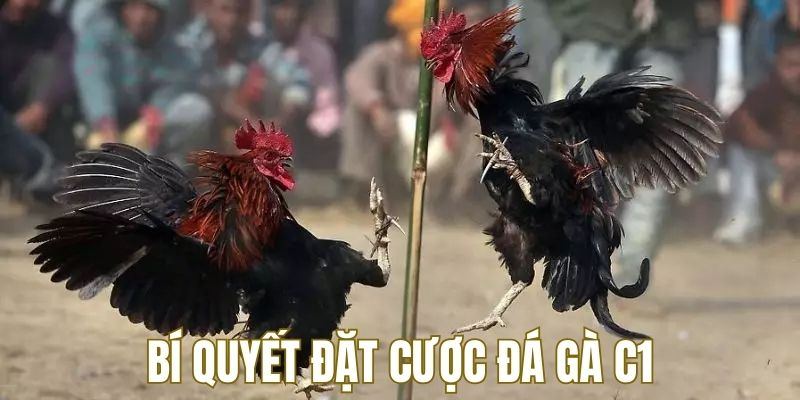 Chiến thuật tân binh nên áp dụng để cược đá gà C1