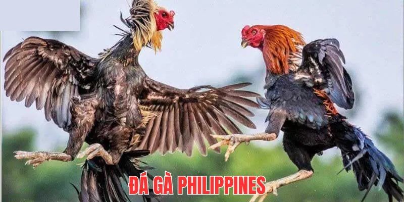 Đá gà philippines