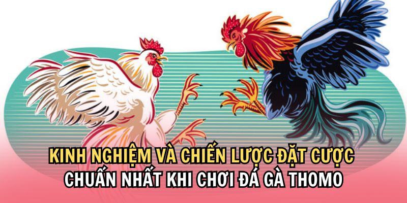 Bật mí kinh nghiệm chơi cược chọi gà Thomo tại nhà cái