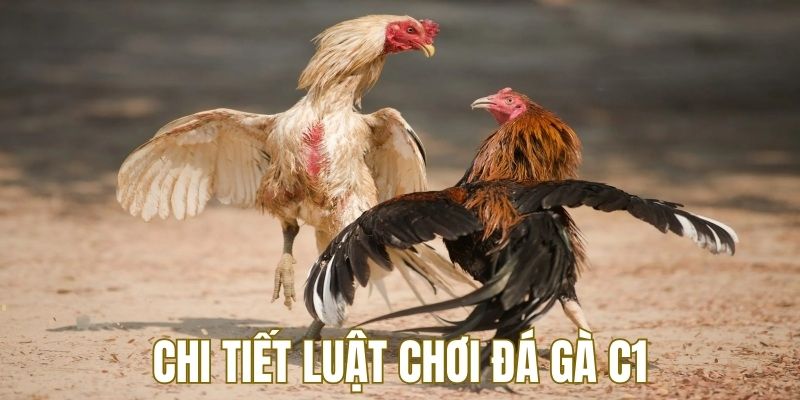 Tìm hiểu luật đá gà C1 trước khi tham gia